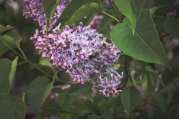 Branch of lilac flowers with the leaves. Spring