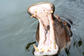 Hippo with open mouth close-up