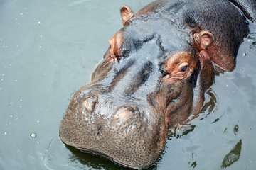 Head of a huge Hippo close-up
