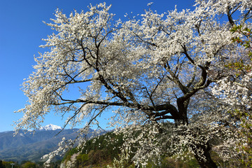 Old japanese cherry trees and snow mountains in the background（日本の南アルプスを背景に桜の花咲く）