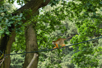little monkeys playing in zoo