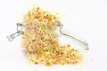 Fresh sprouting brown lentils in a glass storage jar