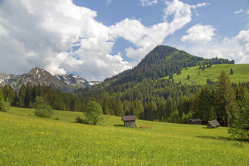 Fototapeta premium Allgäu - Alpen - Landwirtschaft - Frühling - Stadel