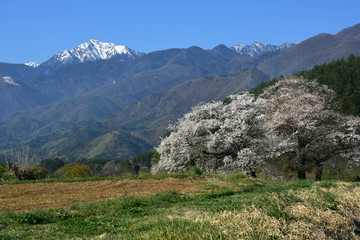Naklejka premium Old japanese cherry trees and snow mountains in the background（日本の南アルプスを背景に桜の花咲く）