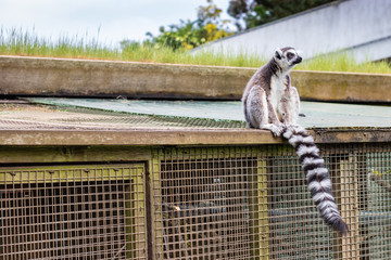 lemur is thinking © Dmytro