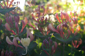 A Bush of Lonicera flower in the garden, by sunny day, also known as honeysuckle flower. Fantastic...