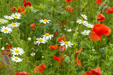 Summer meadow with red poppies and daisys.