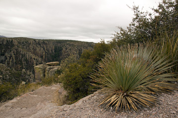 Naklejka na ściany i meble Le parc du Chiricahua, yuccas et végétation - Arizona - Etats-Unis