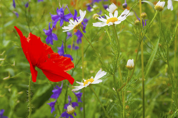 Fototapeta premium Summer floral background