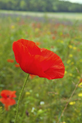 Summer meadow with red poppy close-up