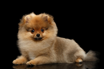 Obraz premium Groomed miniature Pomeranian Spitz puppy Lying on black isolated background, front view
