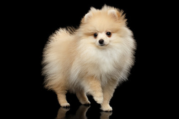 Cute miniature Pomeranian Spitz Dog Standing on black isolated background, front view