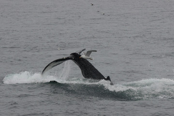 Fototapeta premium Whales Humpback
