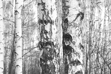 Fototapeta na wymiar black-and-white photo with white birches with birch bark in birch grove