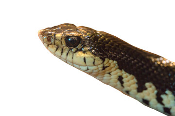 Snake head on a white background.