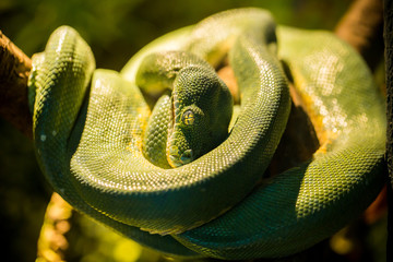 Green snake in the zoo