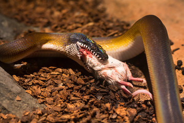 Beautiful snake showcase in the zoo.