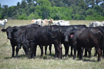 black Angus cow herd
