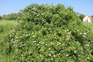 Summertime in Germany with blooming Dog-rose or rosehip