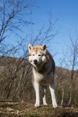 Image of serious dog breed Siberian husky standing in the forest. A dog on a natural background on sunny day in spring season
