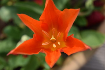 Fleur orange