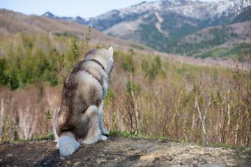 Fototapeta premium Image of beige and white Siberian Husky dog sitting in the forest back to the camera and relaxing at sunset on mountains background