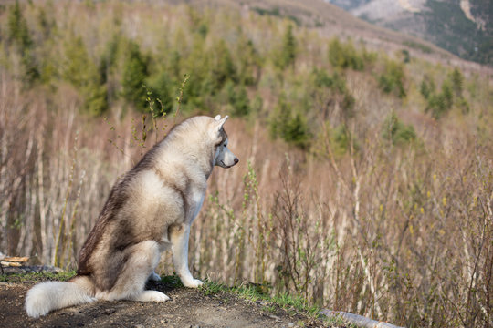 Profile Image of beige and white Siberian Husky dog sitting in the forest and enjoying the mountain view