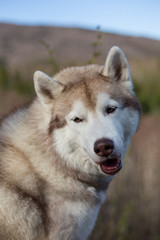 Close-up Portrait of beige and white Siberian Husky dog in the forest on mountains background.