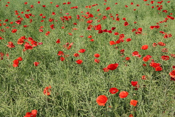 Papaver rhoeas in summer, Germany