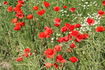 Organic rapeseed cultivation, field with many poppy flowers in Germany