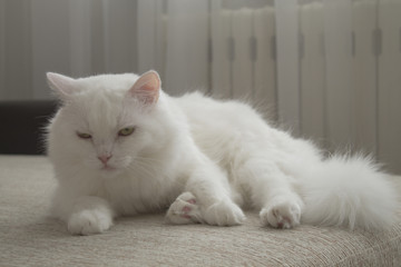 sleepy white cat, drowsiness