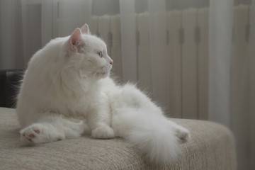 beautiful white homemade cat