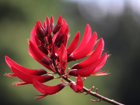 97 最適な デイゴの花 画像 ストック写真 ベクター Adobe Stock 97 最適な デイゴの花 画像 ストック写真 ベクター Adobe Stock