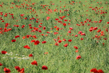 Fototapeta premium Organic rapeseed cultivation, field with many poppy flowers in Germany