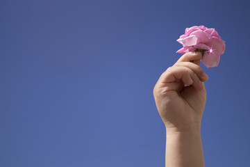 rose in the hands of a child on an isolated close-up background