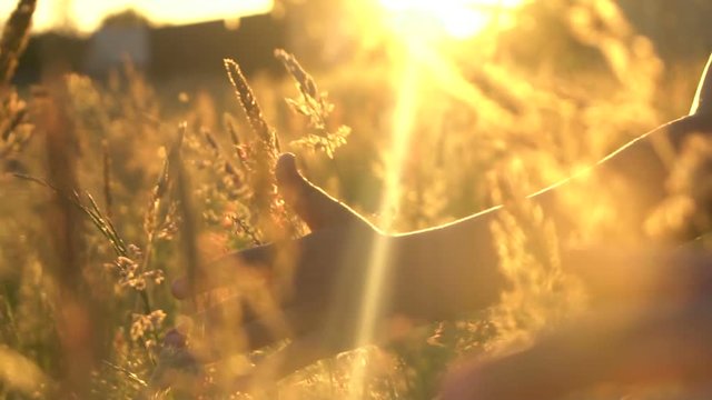 Two girls hands touch the grass at sunset slow motion