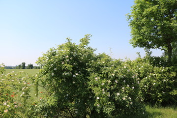 Rosa canina blooming at a rape field in summer, Germany