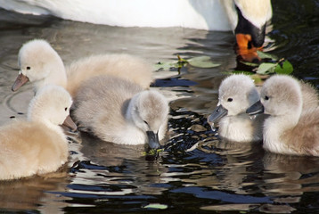 Two day old baby Mute Swans having their first swim with mother nearby
