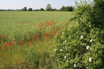 Rosa canina and papaver rhoeas at a Organic rape field in summer, Germany
