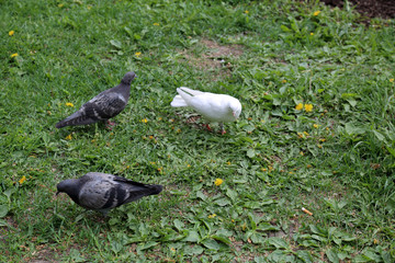 An adult urban pigeon in a city environment
