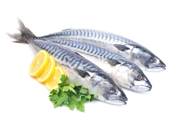 Fish mackerel
