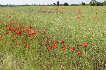 Many red poppy flowers in a Organic rape field in summer, Germany