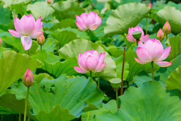 Fototapeta premium Lotus Flower.Background is the lotus leaf and lotus bud and lotus flower.Shooting location is Yokohama, Kanagawa Prefecture Japan.