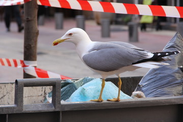 MM-Möwe im Müll © bildblick