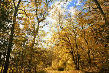 Fototapeta premium Landschaft 523