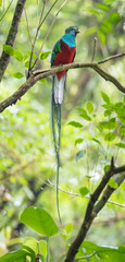 Panorama of a male of resplendent quetzal (Pharomachrus mocinno) sits on the tree branch in the forest of Monteverde National Park, Costa Rica