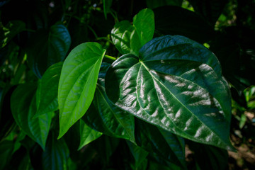 Betel leaves is a creeper. It is eaten with a piece.