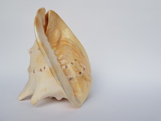 Shell