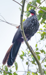 The crested guan (Penelope purpurascens) sits on a tree branch in the wild. Costa Rica