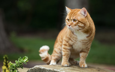 A beautiful ginger cat stands on a stump and looks away. Street portrait